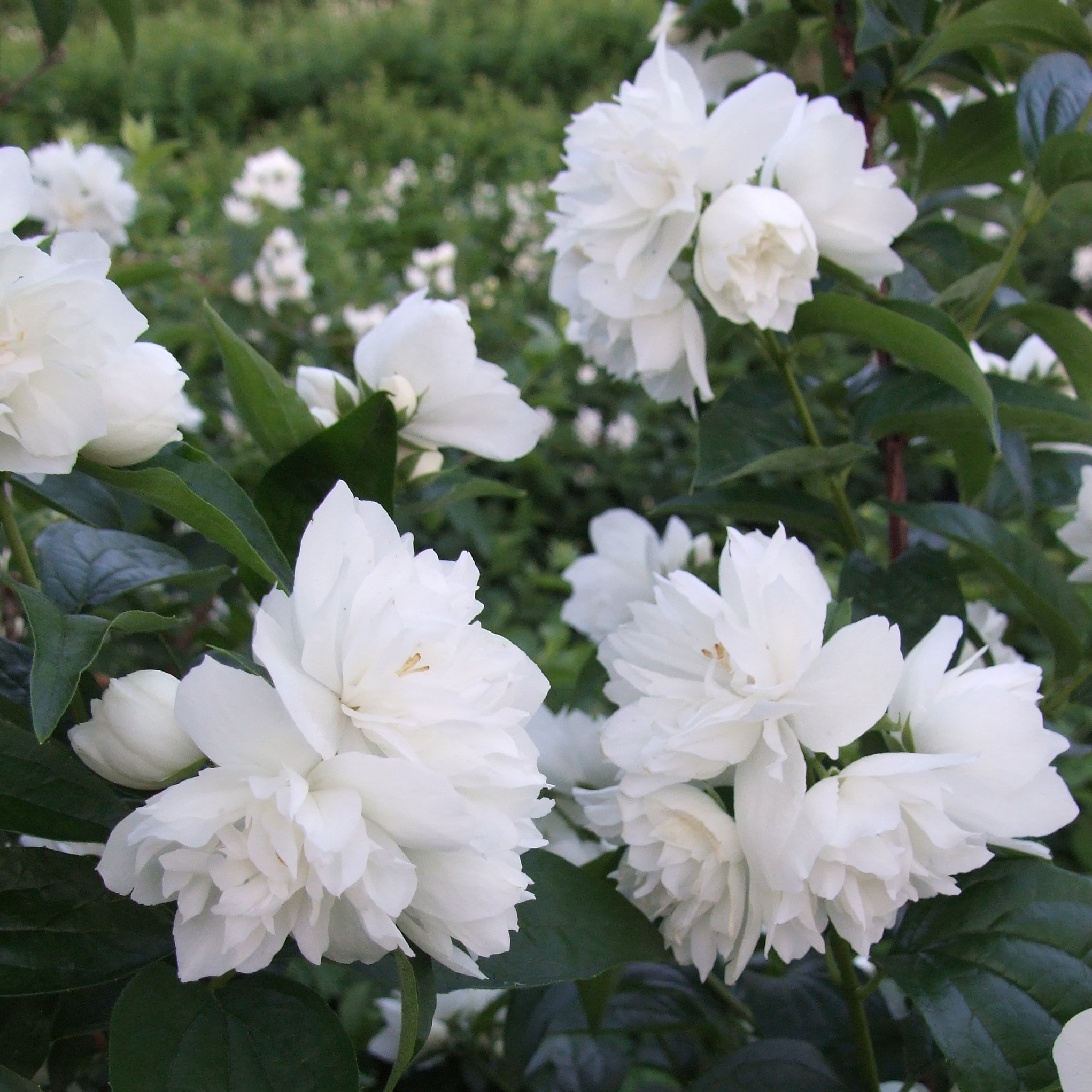 Чубушник Жемчуг